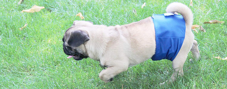 female dog diapers for poop