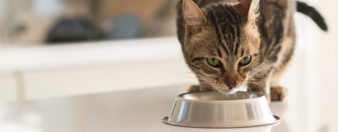 The Best Cat Food For Urinary Tract Health in 2022