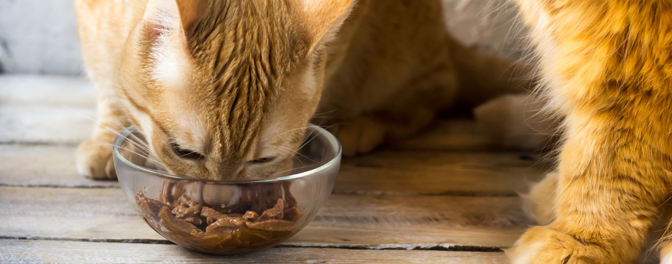 best cat food for constipated cats