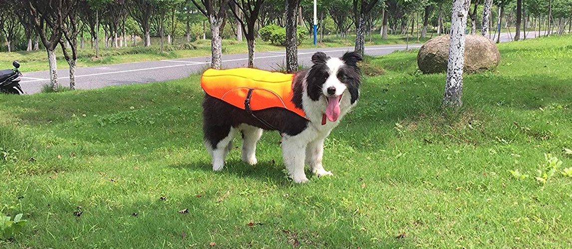 best cooling coats for dogs