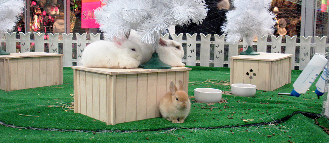 timali activity zone rabbit toy