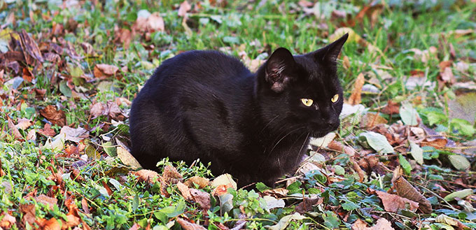 Bombay kitten on the grass