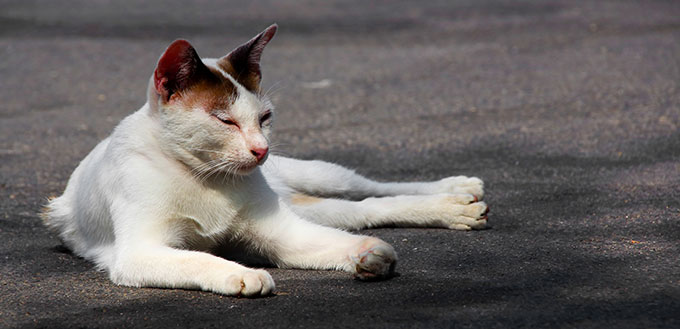 Cat resting on the street