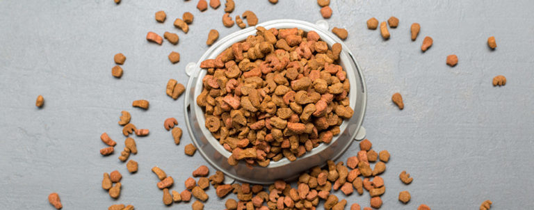 The Best Dog Foods for Kidney Disease in 2022 | My Pet Needs That