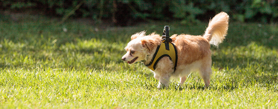 harness for growing puppy