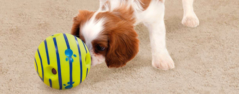 dog toy for blind dog