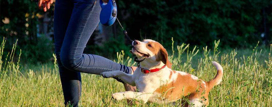 best extending dog lead