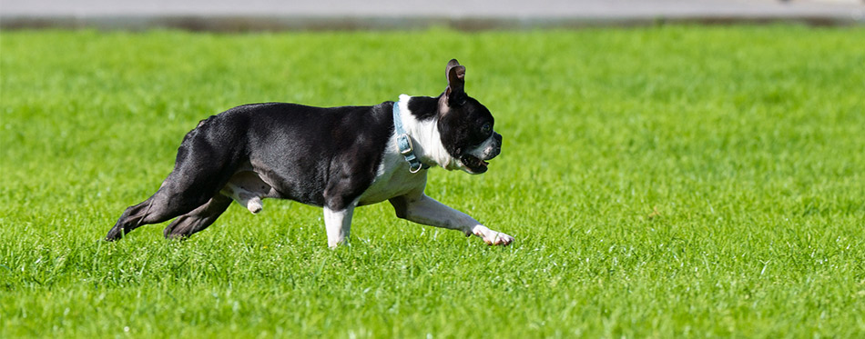 The Best Dog Food for Boston Terriers 