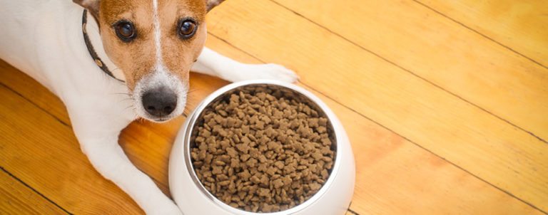 Best Dog Food Toppers in 2022 | My Pet Needs That