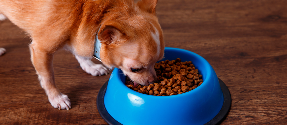 best dry dog food for chihuahuas