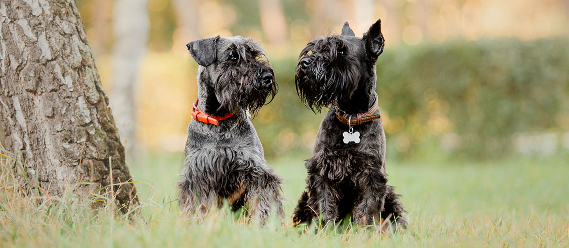 best dog food for schnauzers