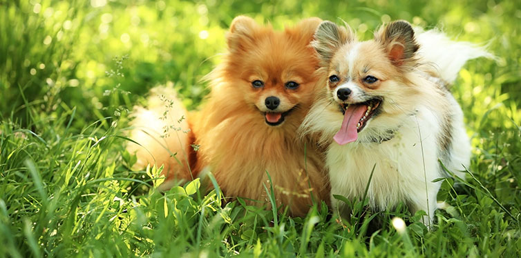 Cute fluffy dogs