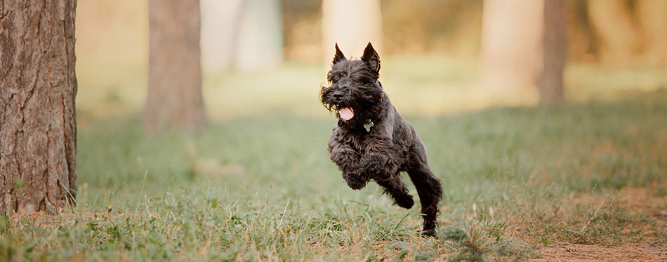 best food for mini schnauzer