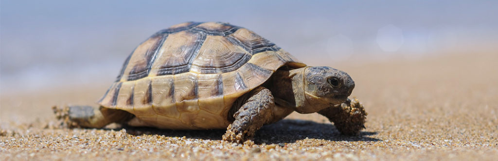 Why Do Turtles Live so Long? | My Pet Needs That