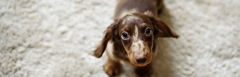 Blood in Dog Stool: Should I Worry if My Dog Has Bloody Diarrhea?