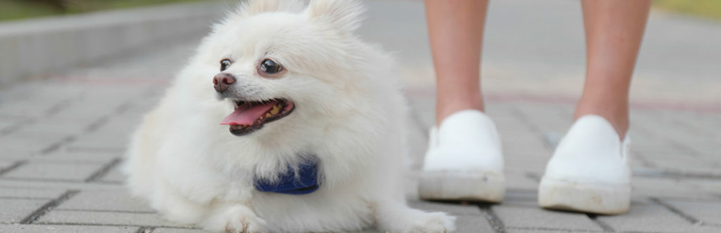 why-do-dogs-sit-on-your-feet-my-pet-needs-that