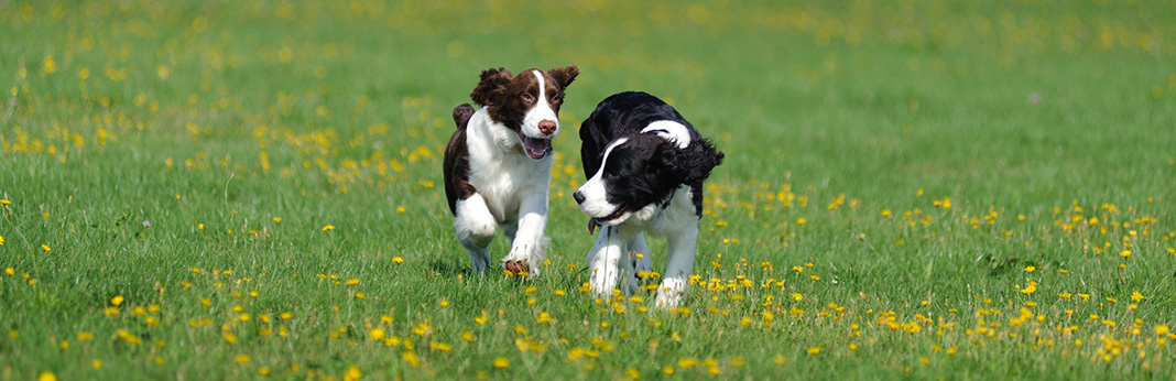 what is the most playful dog breed