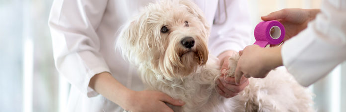 Why Do Dogs Lick Their Wounds? | My Pet Needs That