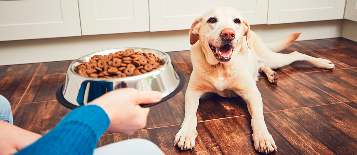 dog food for finicky eaters
