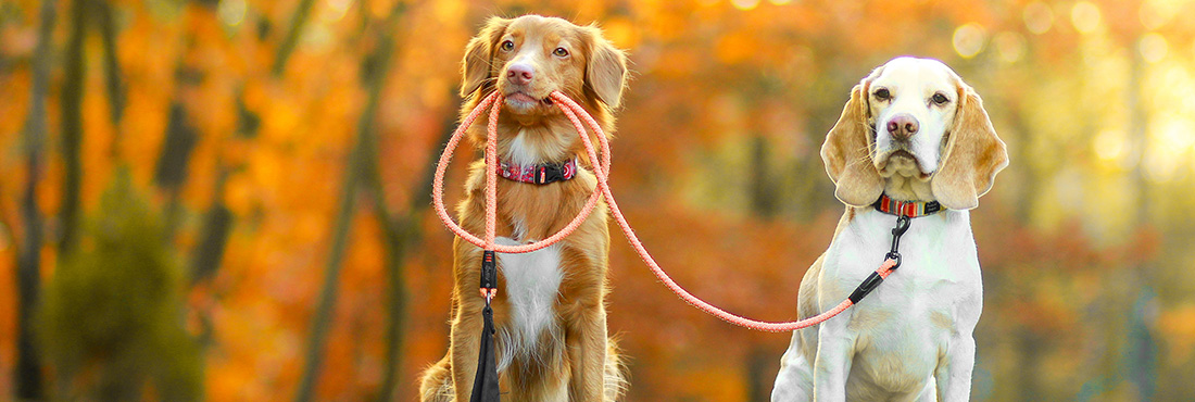 when should you leash train a puppy