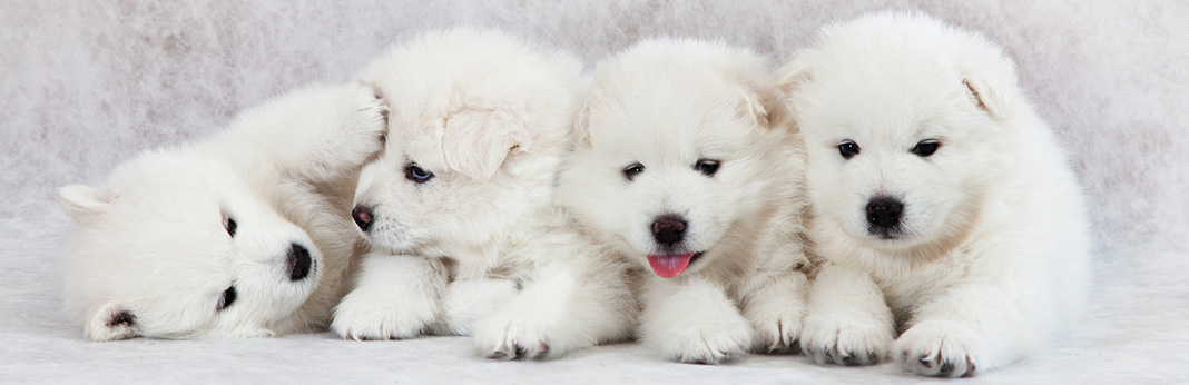 samoyed puppy