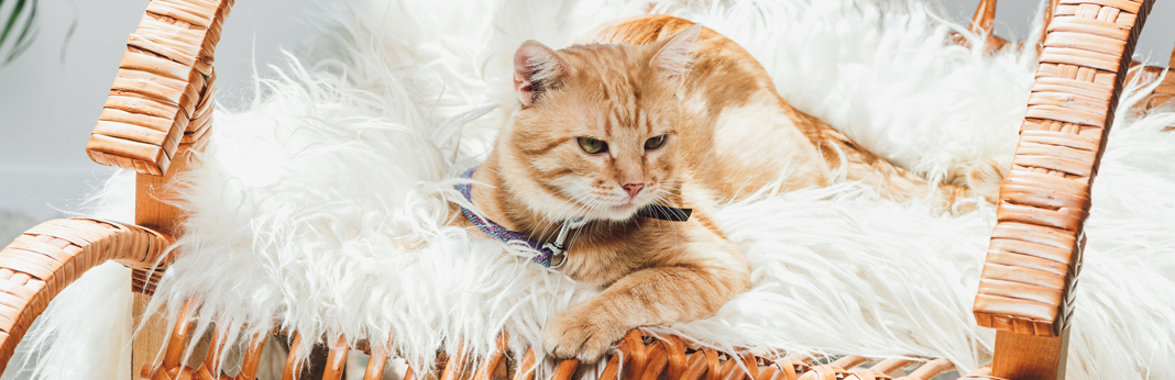 ginger tabby cat lifespan