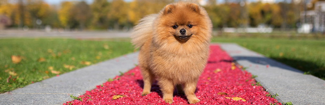 most gorgeous dog breeds
