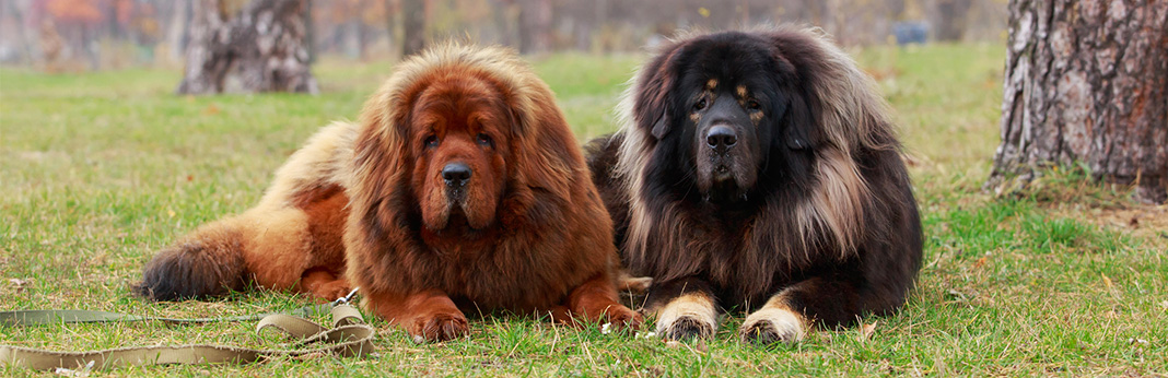 15 Scariest Dog Breeds That Will Keep 