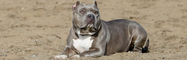 Everything you Need to Know about Caring for a Blue Nose Pitbull