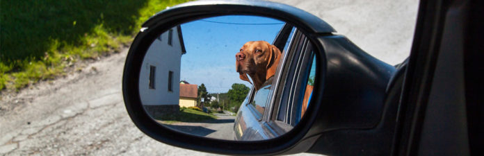 can-dogs-see-themselves-in-a-mirror-are-dogs-self-aware