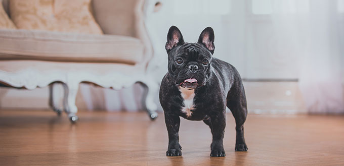 French bulldog in a classical setting in the studio