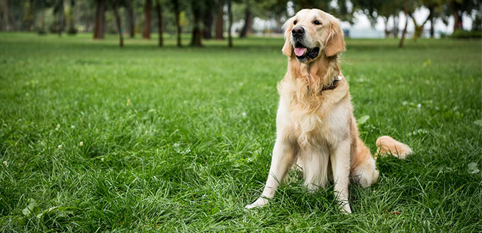 Golden retriever dog sitting on green lawn in park