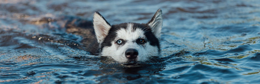 why-do-some-dogs-have-two-different-colored-eyes