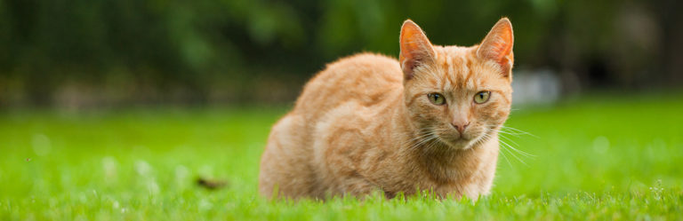 hyperthyroidism-in-cats-overactive-thyroid-symptoms-and-treatment