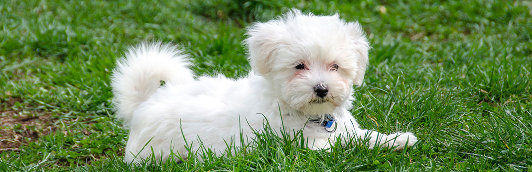 maltese puppies for sale near me