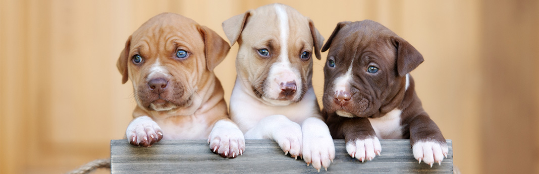 Buy Adopt Pitbull Puppies On Sale See Price In India