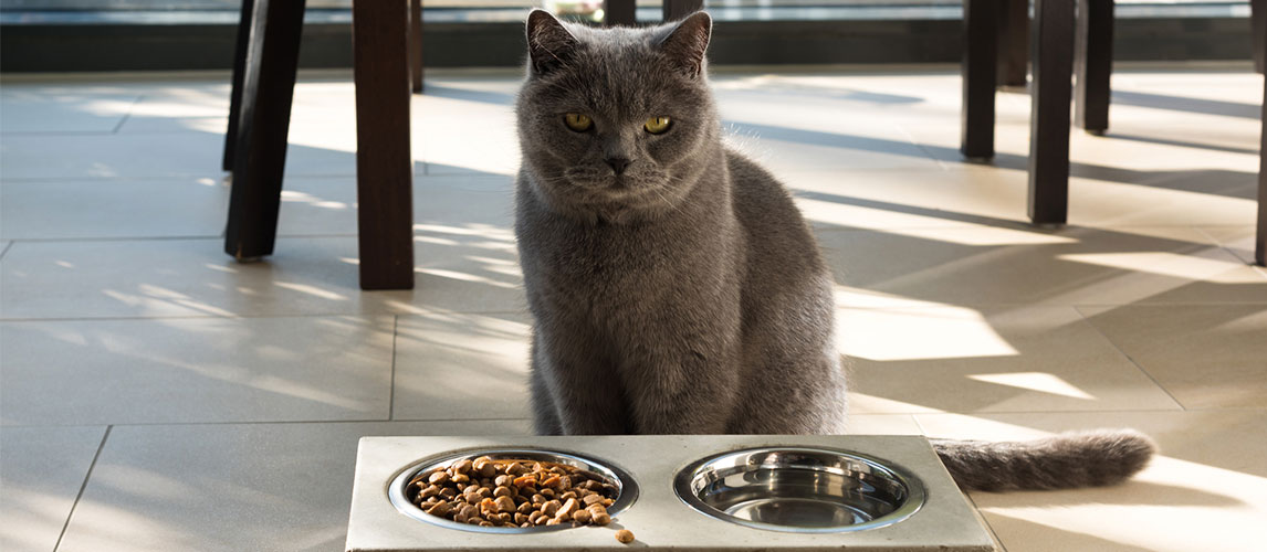 Iams-Cat-Food-Review
