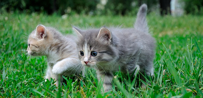 When Do Kittens' Eyes Change Color? | My Pet Needs That