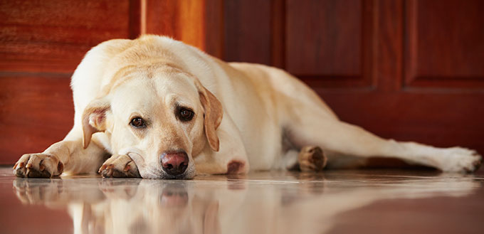 Sad dog lying at home