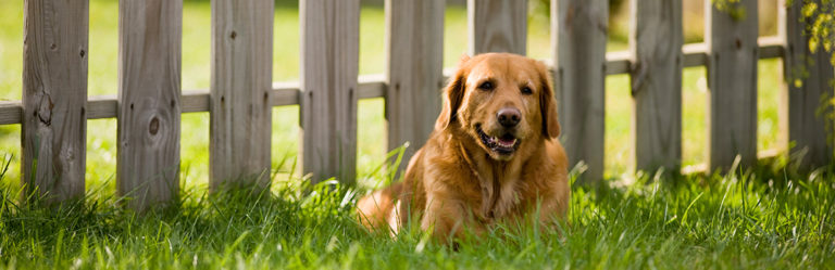 5 Ways To Dog Proof Your Fence My Pet Needs That   5 Ways To Dog Proof Your Fence 768x249 