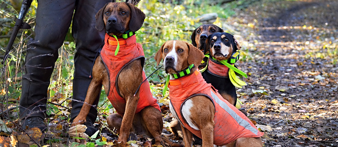 Best-Dog-Hunting-Vests