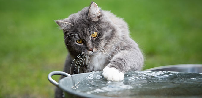 front view of a curious blue tabby maine coon cat playing with water in metal bowl outdoors on grass touching water with paw looking at it