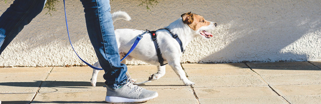 how-far-should-i-walk-my-dog-dogs-training-tips