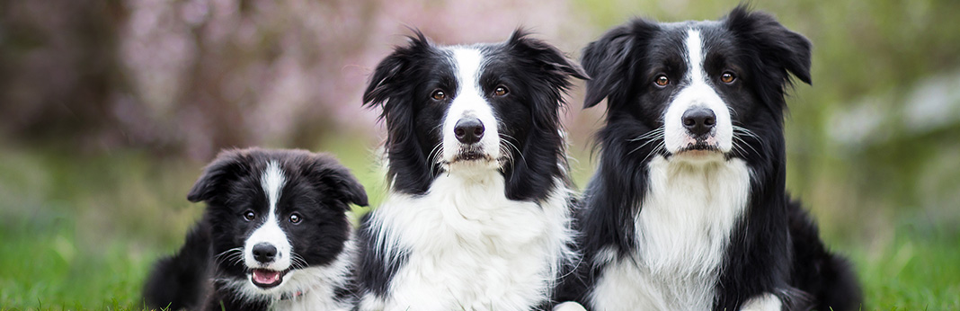 Border Collie Breed Information Characteristics And Facts