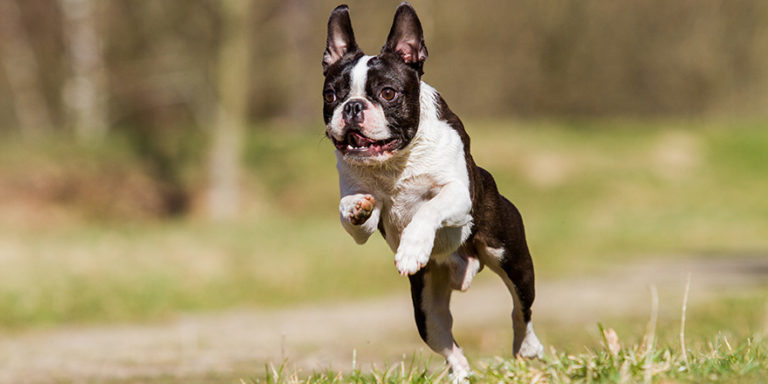 Everything you Need to Know about Boston Terrier Dogs | MPNT