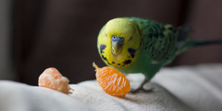 Hungry Birds? Here’s What Fruit and Vegetables Parakeets Can Eat