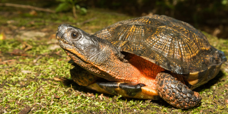 Types of Pet Turtles - 12 Most Popular Pet Turtle Species