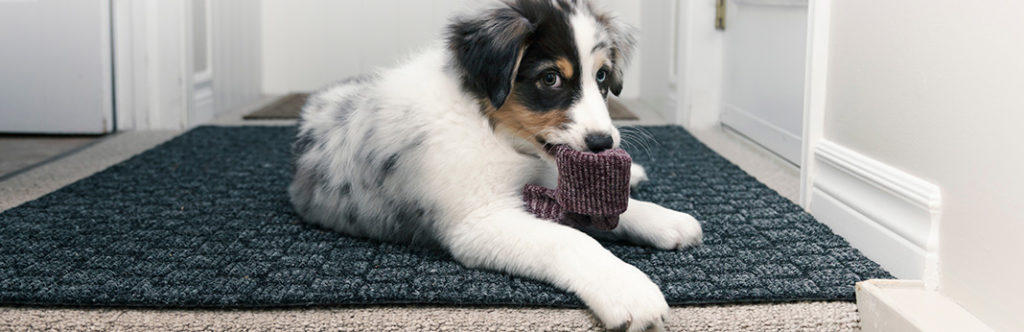 Why Does My Dog Steal Socks? Everything You Need to Know