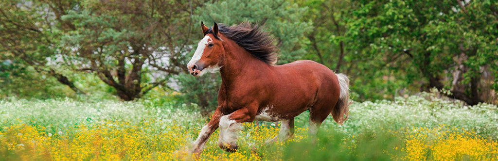 History and Modern Life of Clydesdale Horse