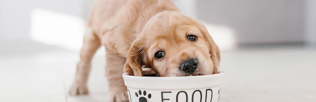 how-to-recognize-the-signs-of-lactose-intolerance-in-dogs